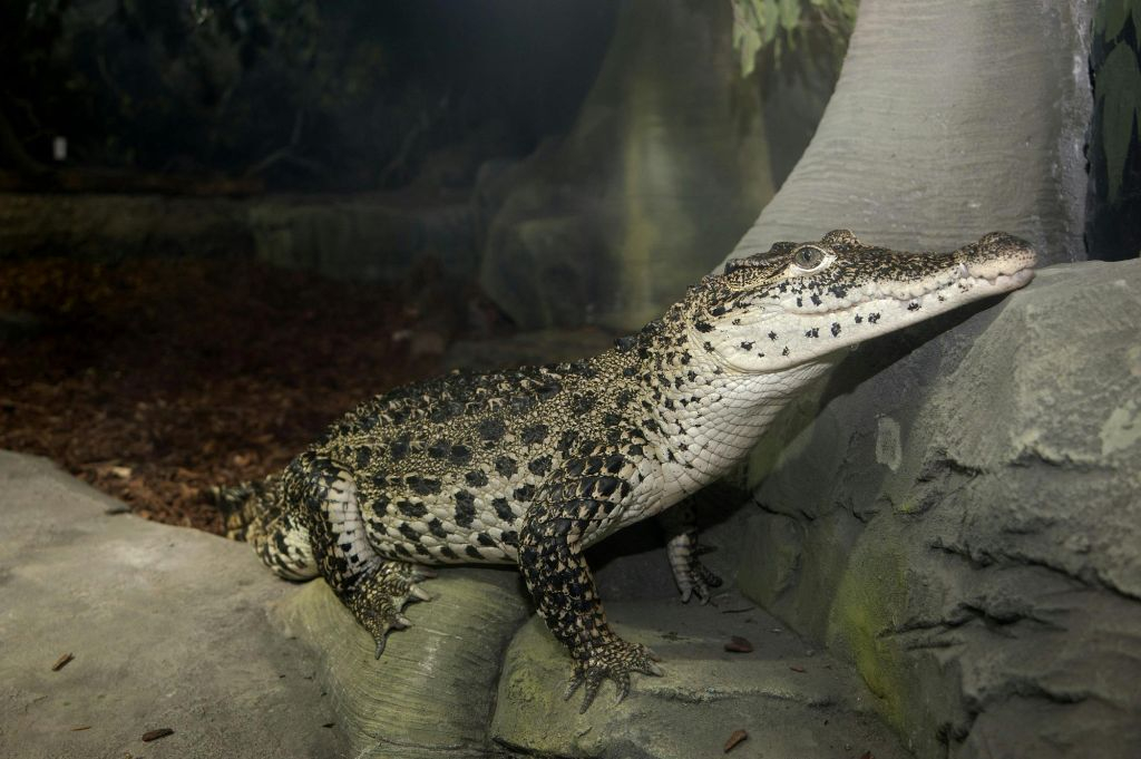 SEA LIFE Hannover: bilhete de entrada