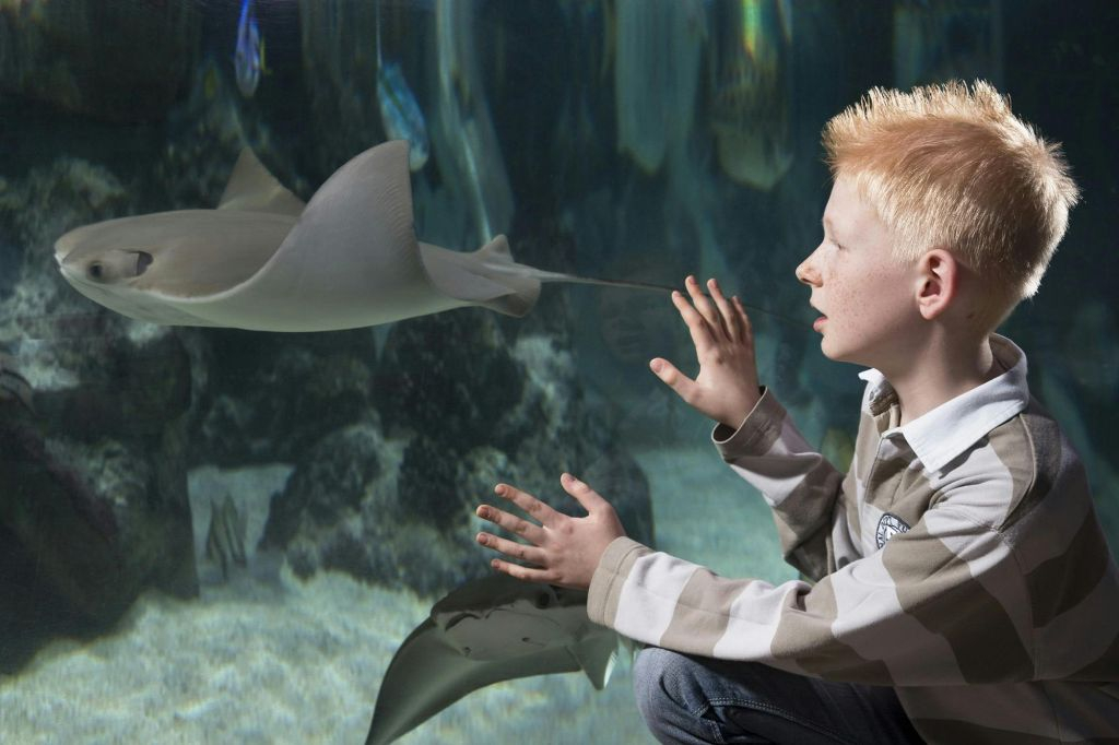 SEA LIFE Hannover: bilhete de entrada