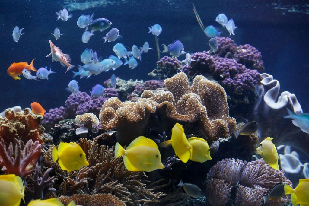 SEA LIFE Speyer: Entry Ticket