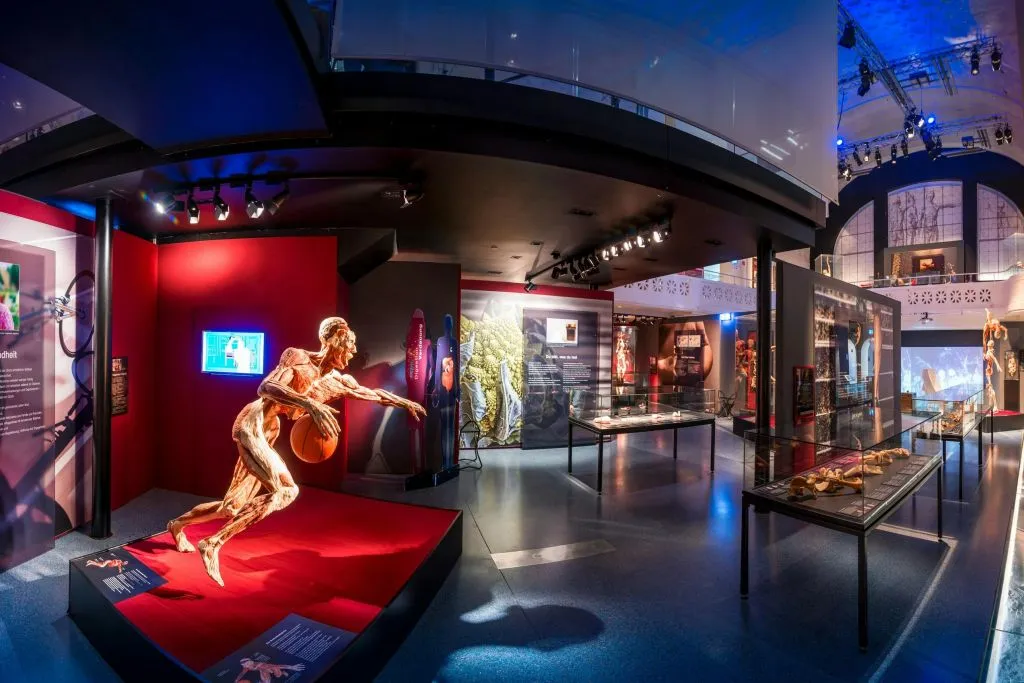 BODY WORLDS Museum Heidelberg - Anatomia da Felicidade