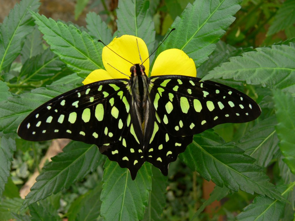 Mariposario de Benalmádena: Entrada