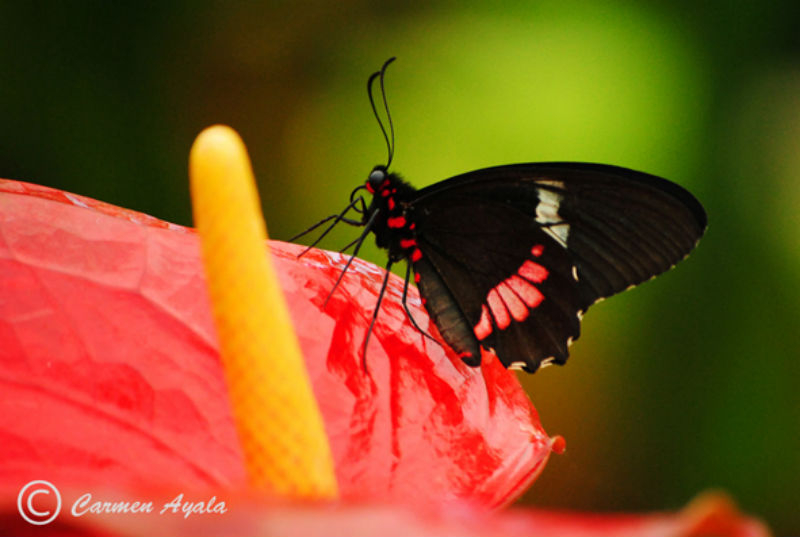 Mariposario de Benalmádena: Entrada
