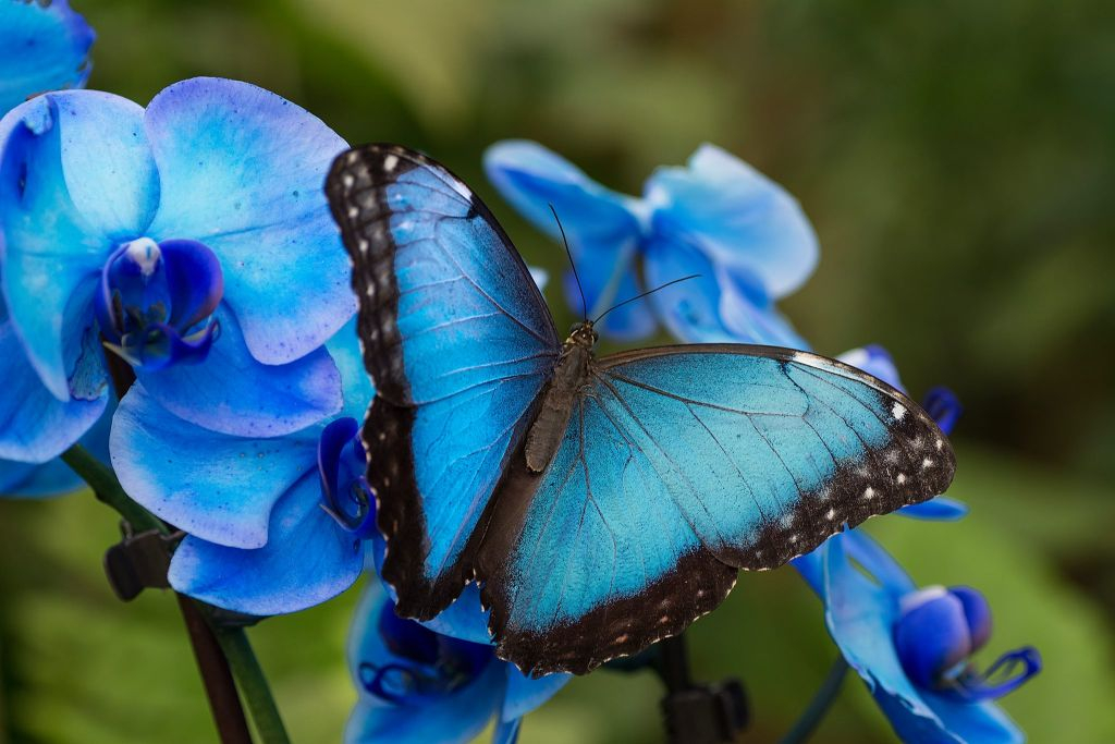 Mariposario de Benalmádena: Entrada