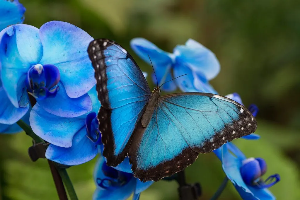 Mariposario de Benalmádena: Entrada