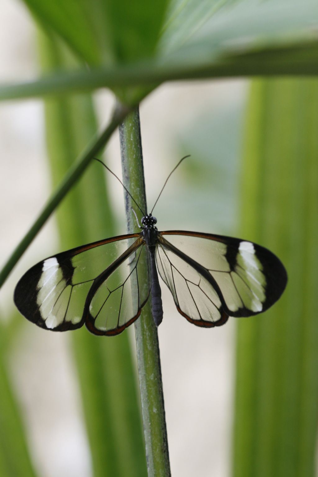 Mariposario de Benalmádena: Entrada