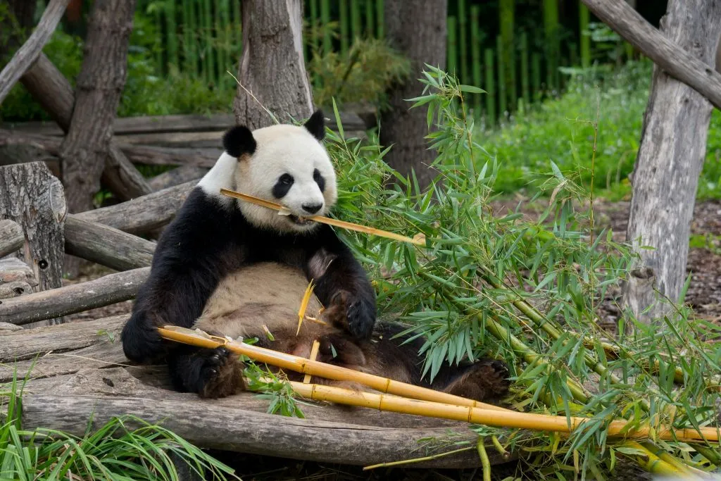 Hellabrunn Zoo: Fast Track Ticket + Roundtrip Transfer from Munich
