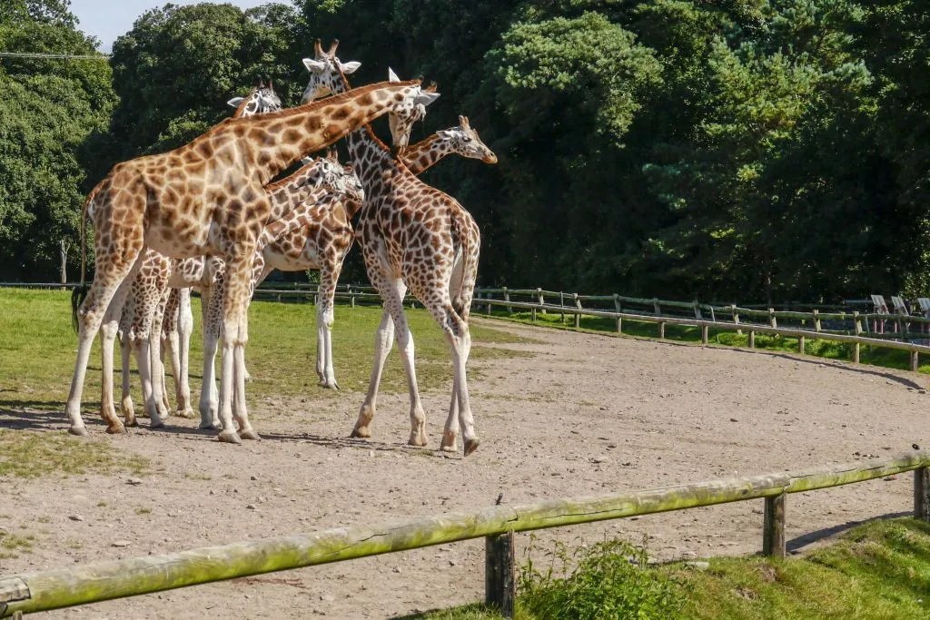 Hellabrunn Zoo: Fast Track Ticket + Roundtrip Transfer from Munich
