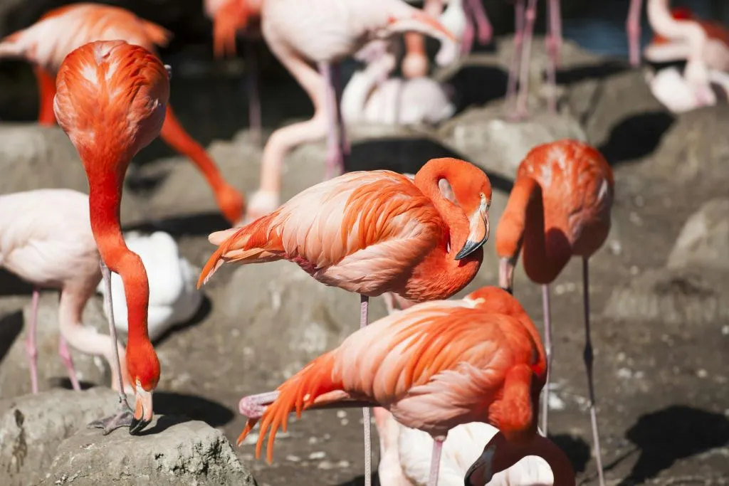 Hellabrunn Zoo: Fast Track Ticket + Roundtrip Transfer from Munich