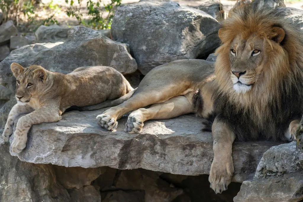 Hellabrunn Zoo: Fast Track Ticket + Roundtrip Transfer from Munich