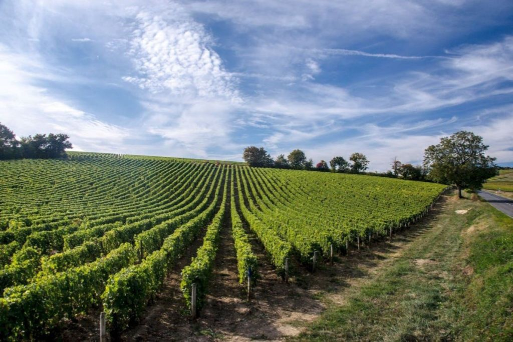 Loire Valley: Guided Chinon & Bourgueil Vineyards Tour from Tours + Wine Tasting