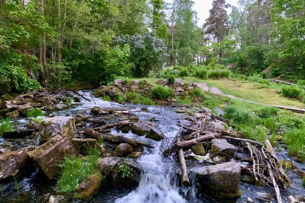 Parc national de Tyresta : Randonnée au coucher du soleil + transport aller-retour + dîner