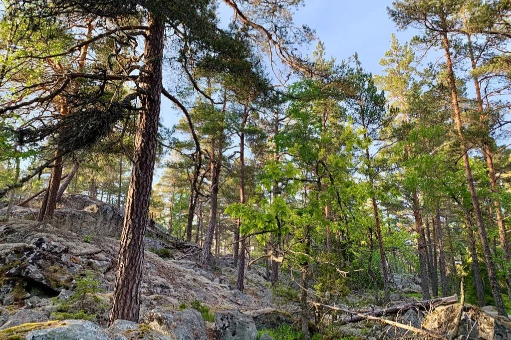 Parc national de Tyresta : Randonnée au coucher du soleil + transport aller-retour + dîner