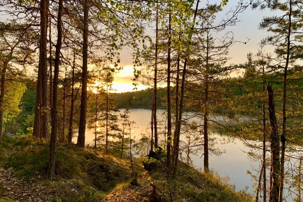 Parc national de Tyresta : Randonnée au coucher du soleil + transport aller-retour + dîner