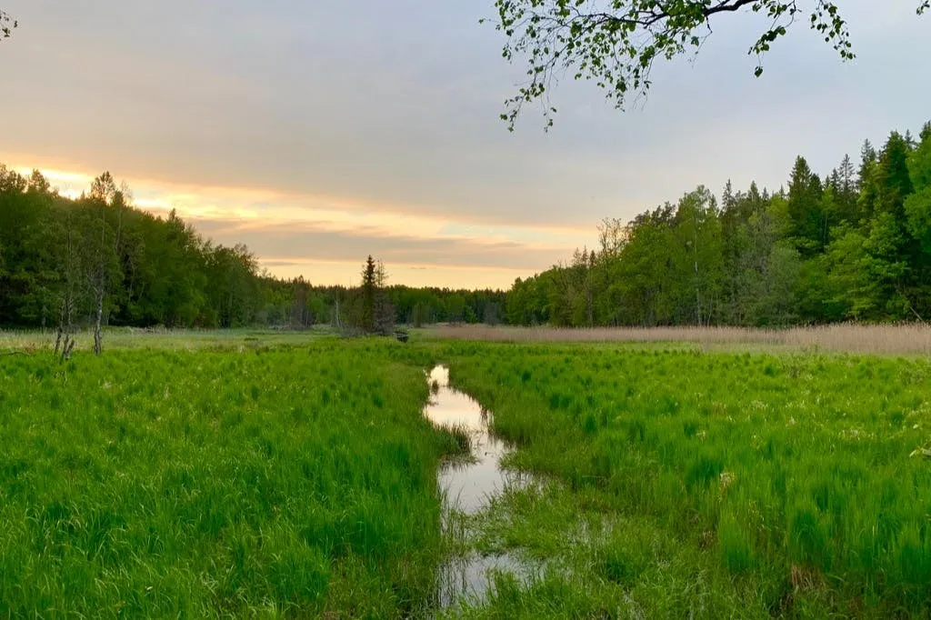 Parc national de Tyresta : Randonnée au coucher du soleil + transport aller-retour + dîner