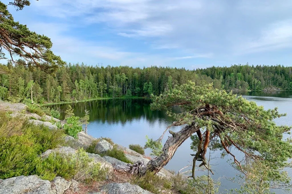 Parc national de Tyresta : Randonnée au coucher du soleil + transport aller-retour + dîner
