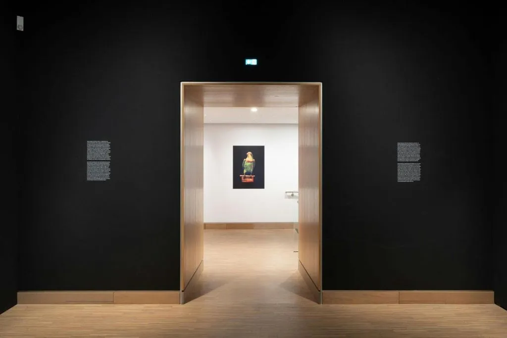 Musée Albertina Modern : Billet d'entrée