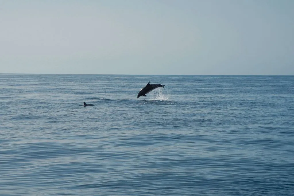 Los Gigantes: Excursión en velero de 3 horas con snorkel, ticket de bebida y tapas