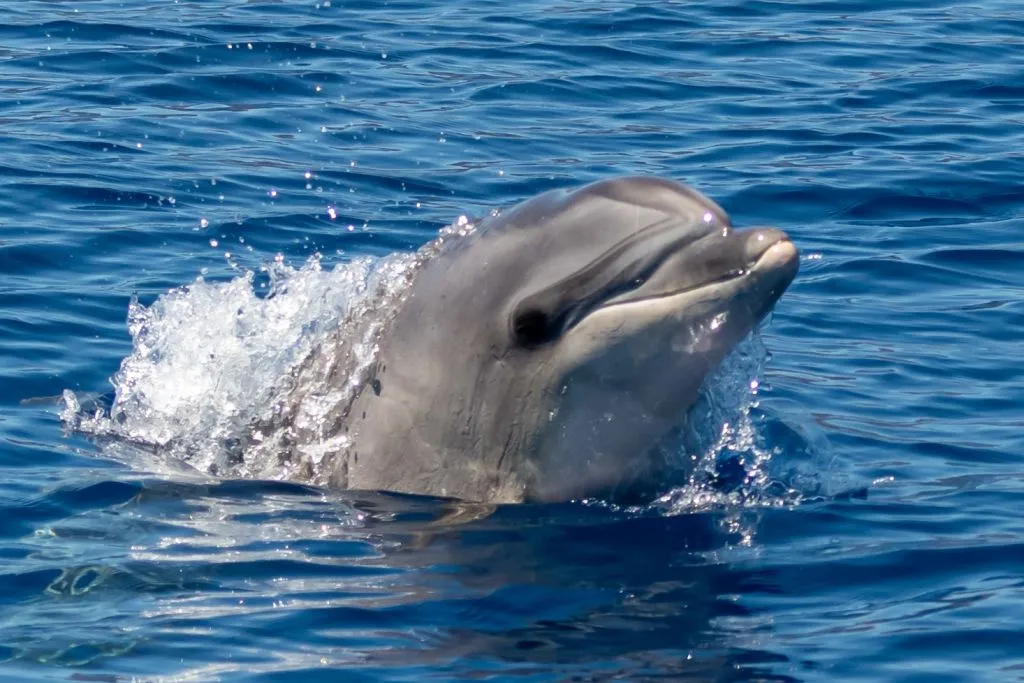 Los Gigantes: Excursión en velero de 3 horas con snorkel, ticket de bebida y tapas