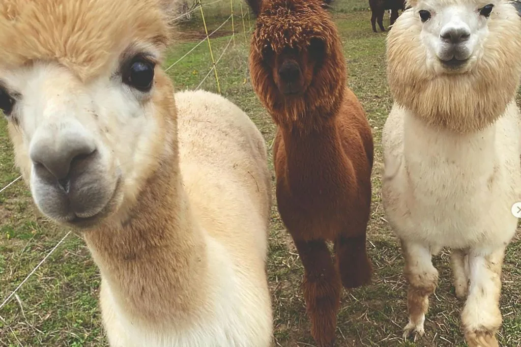 Mödling Viena: Caminhada com Alpaca e Lhama