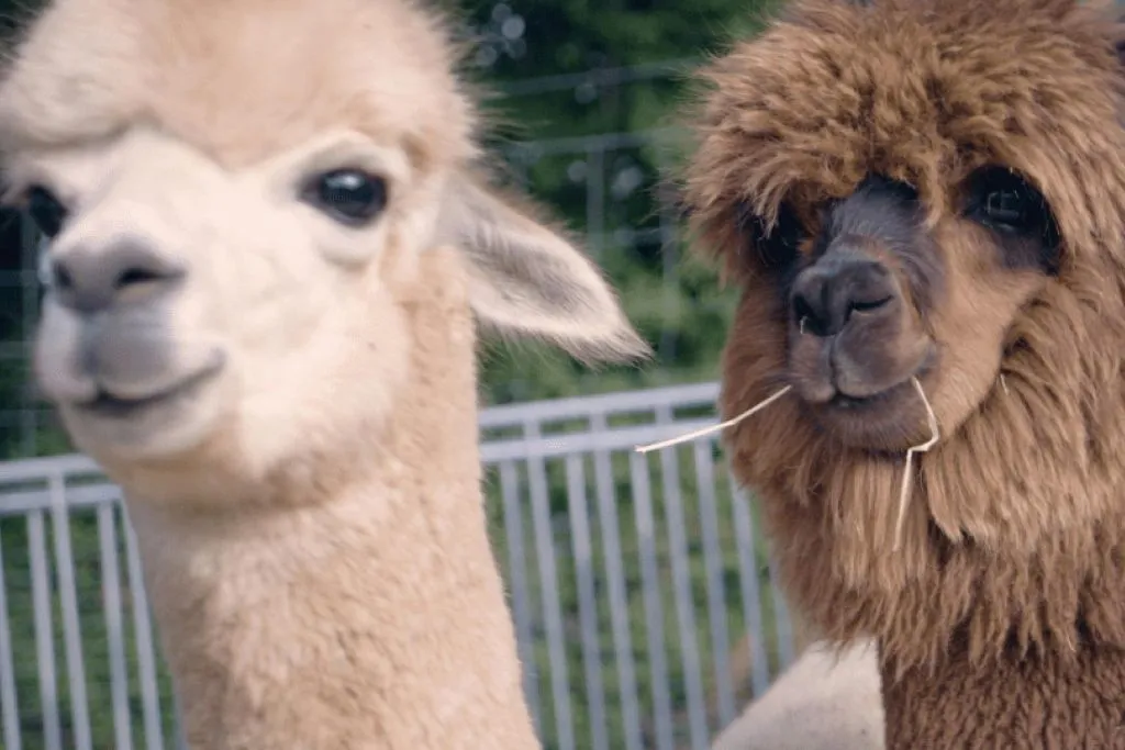 Mödling Viena: Caminhada com Alpaca e Lhama