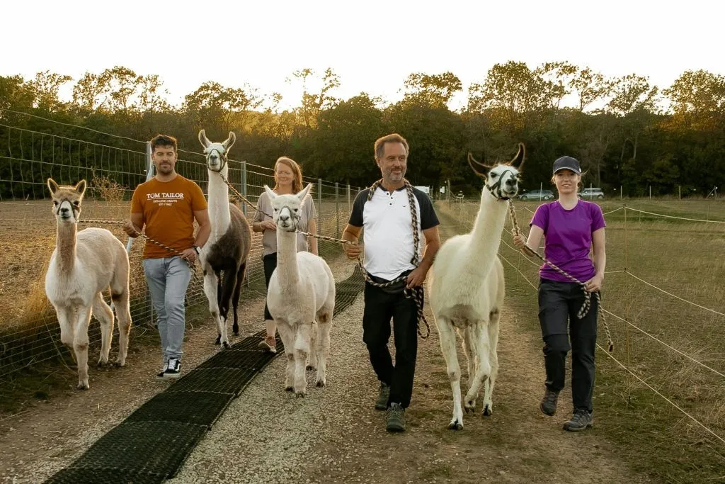 Mödling Viena: Caminhada com Alpaca e Lhama