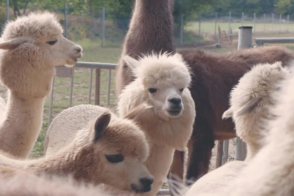 Mödling Viena: Caminhada com Alpaca e Lhama