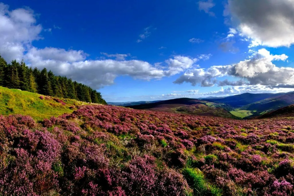 Wicklow, Glendalough e Kilkenny: excursão com demonstração de ovelhas + traslado do hotel