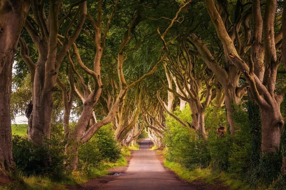 Chaussée des Géants : Dark Edges Full Day Tour + Belfast City