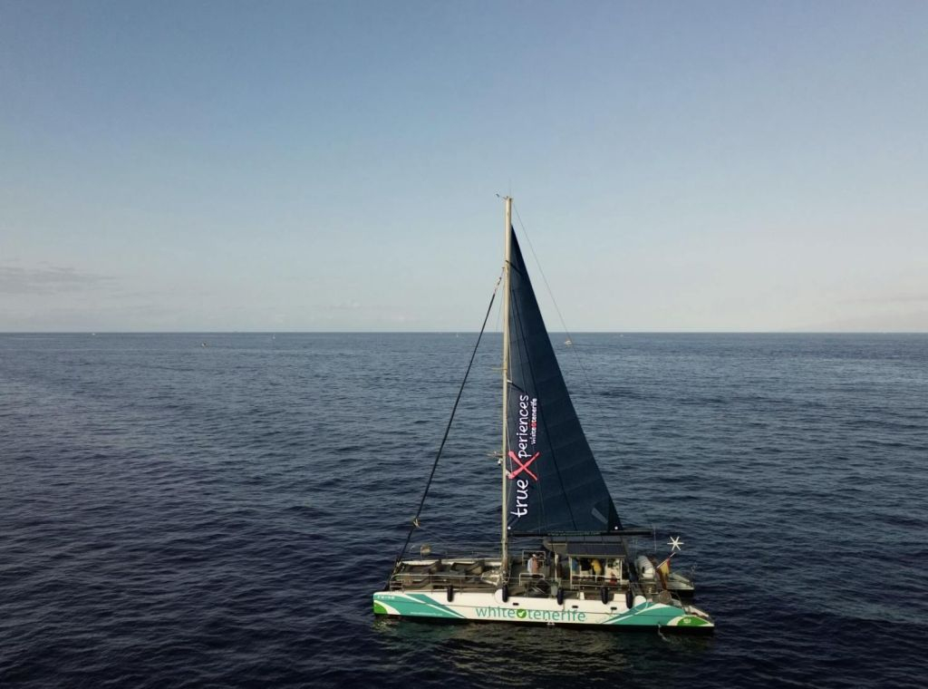 Avistamiento y escucha de ballenas y delfines en velero