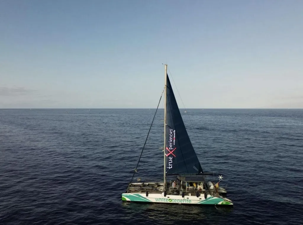 Avistamiento y escucha de ballenas y delfines en velero