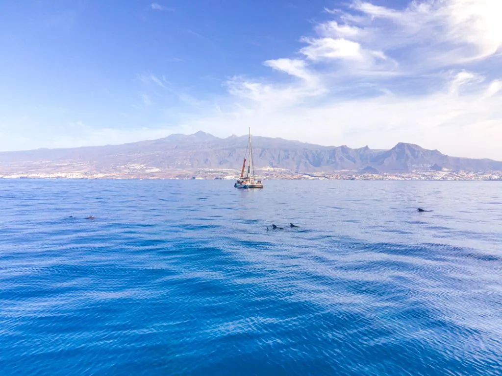 Avistamiento y escucha de ballenas y delfines en velero