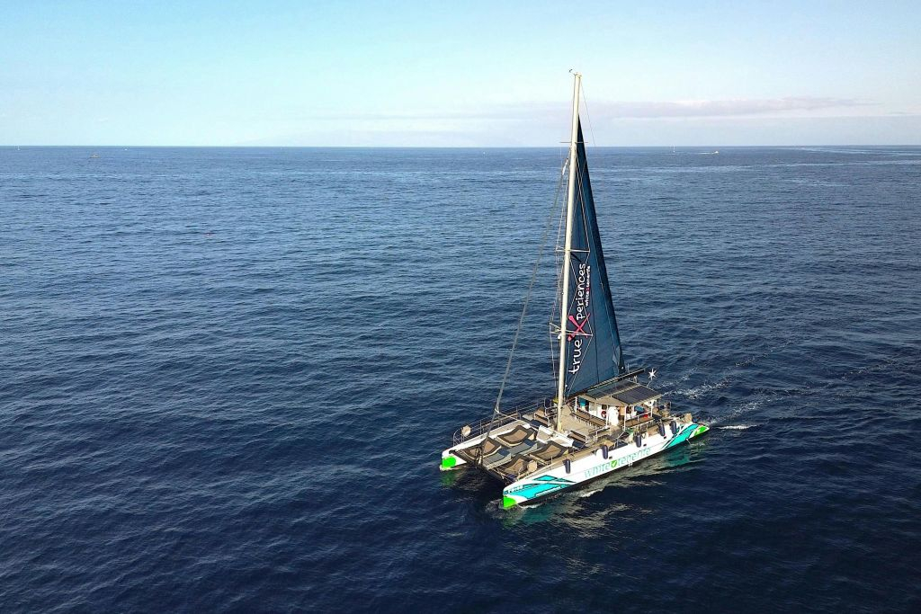 Avistamiento y escucha de ballenas y delfines en velero