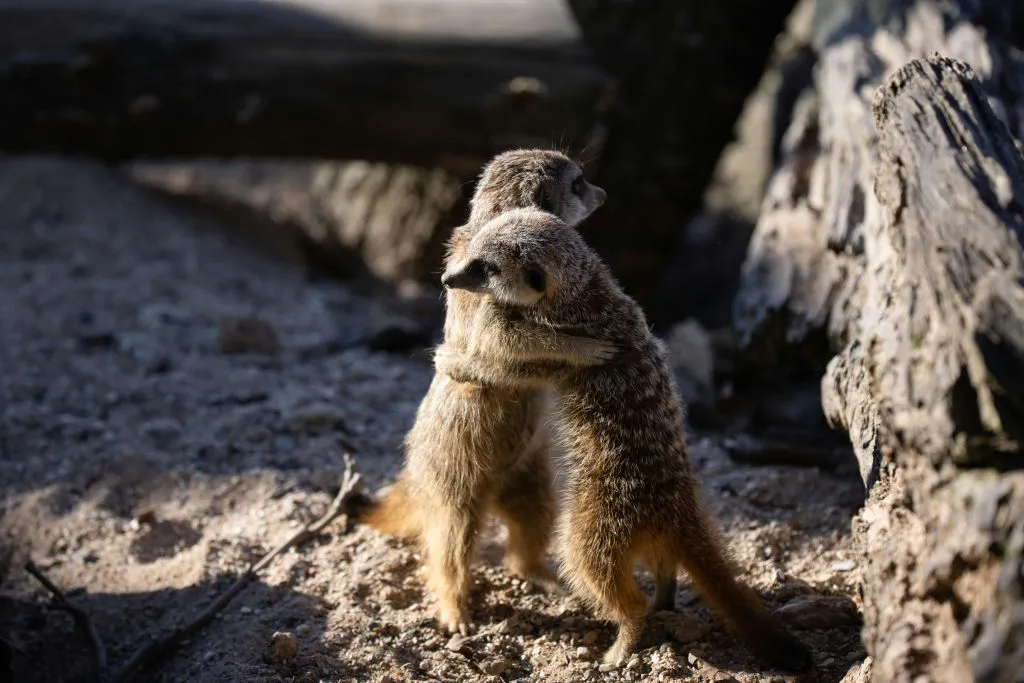 Zoológico de Copenhaga: bilhete sem filas