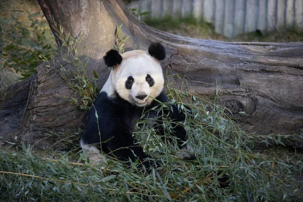 Zoológico de Copenhaga: bilhete sem filas