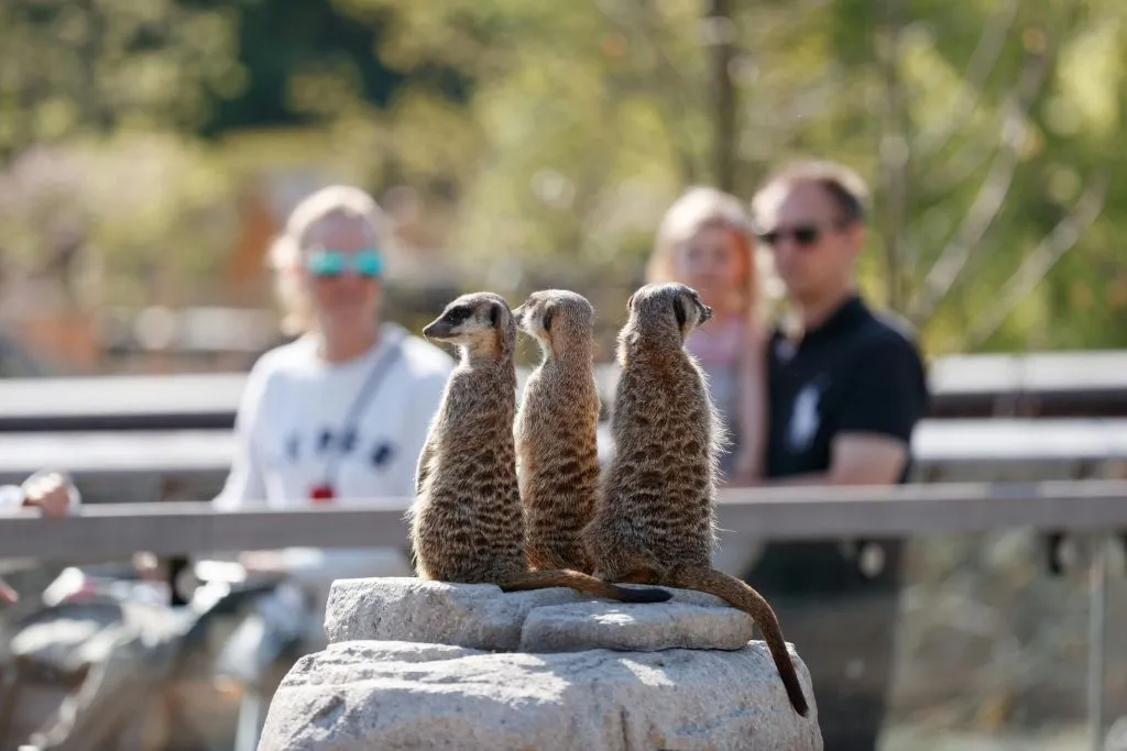 Zoológico de Copenhaga: bilhete sem filas
