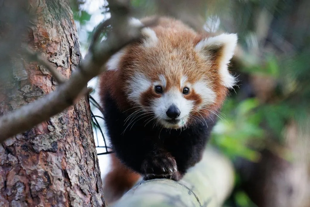 Zoológico de Copenhaga: bilhete sem filas