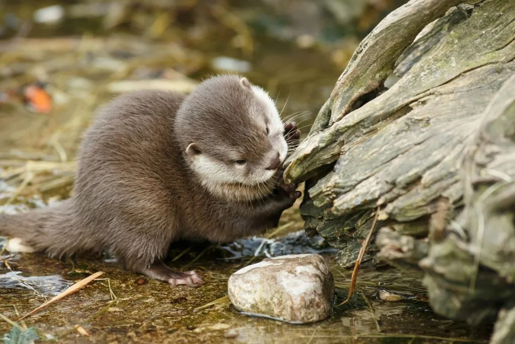Zoológico de Copenhaga: bilhete sem filas