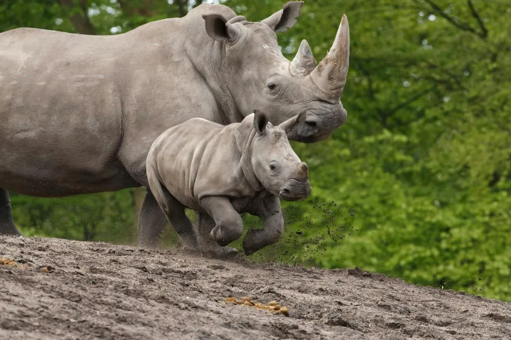 Zoológico de Copenhaga: bilhete sem filas