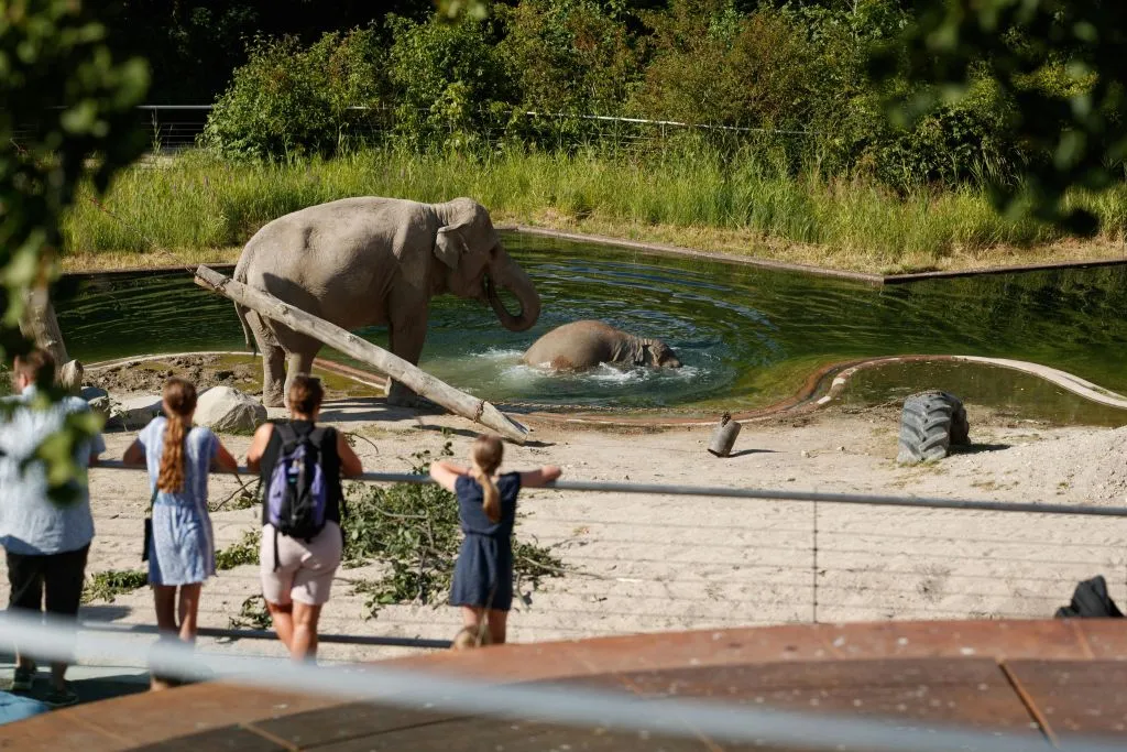 Zoológico de Copenhaga: bilhete sem filas