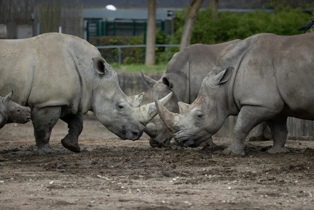 Zoológico de Copenhaga: bilhete sem filas