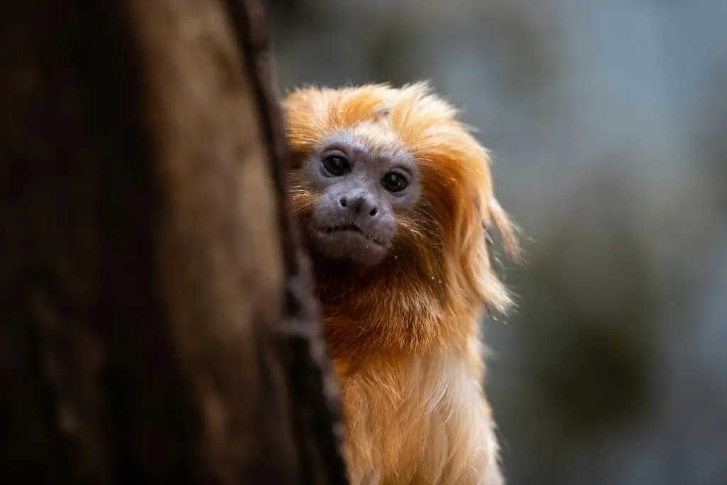 Zoológico de Copenhaga: bilhete sem filas