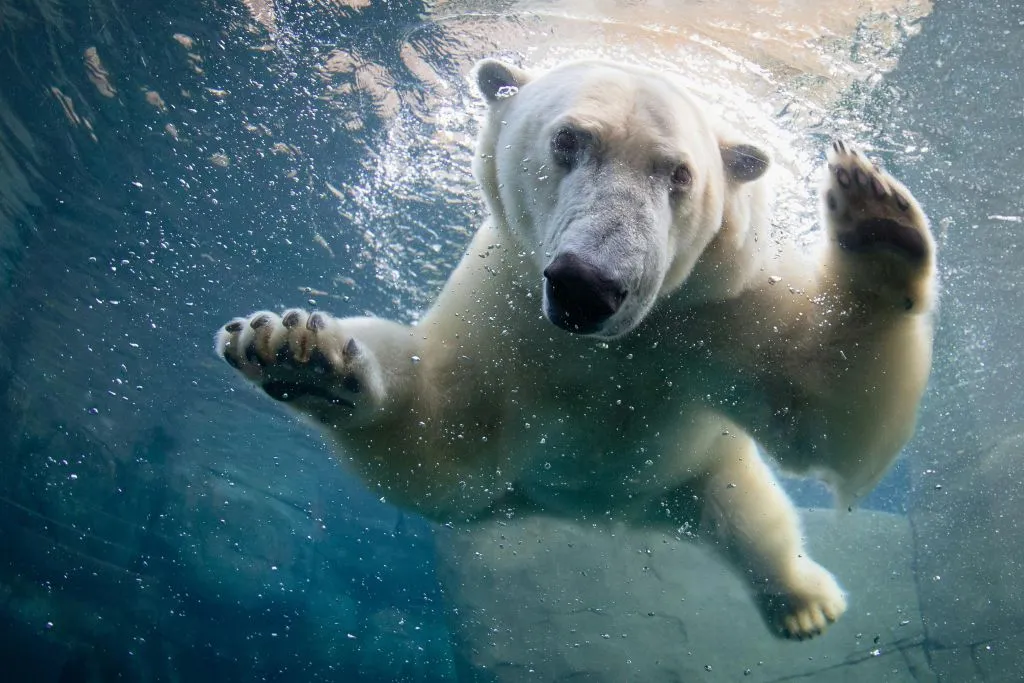Zoológico de Copenhaga: bilhete sem filas