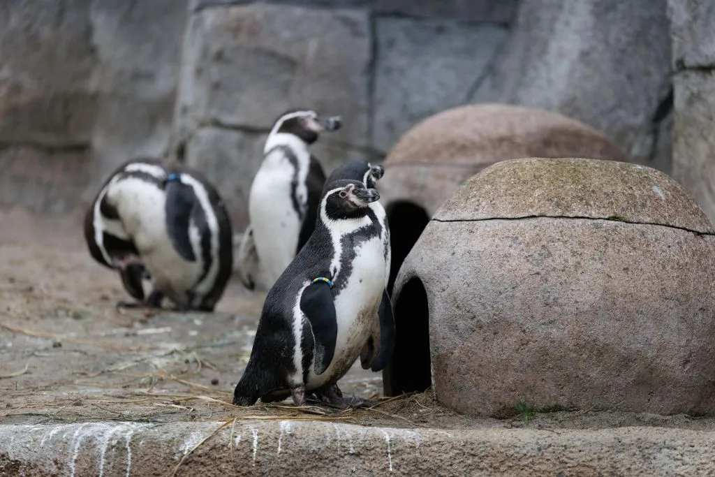 Zoológico de Copenhaga: bilhete sem filas