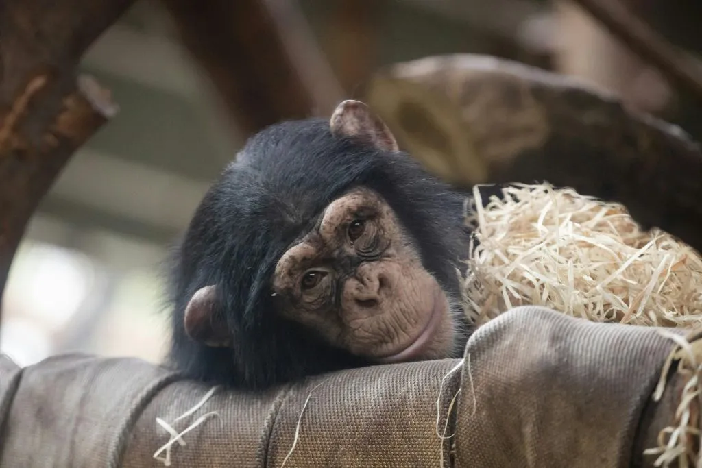 Zoológico de Copenhaga: bilhete sem filas