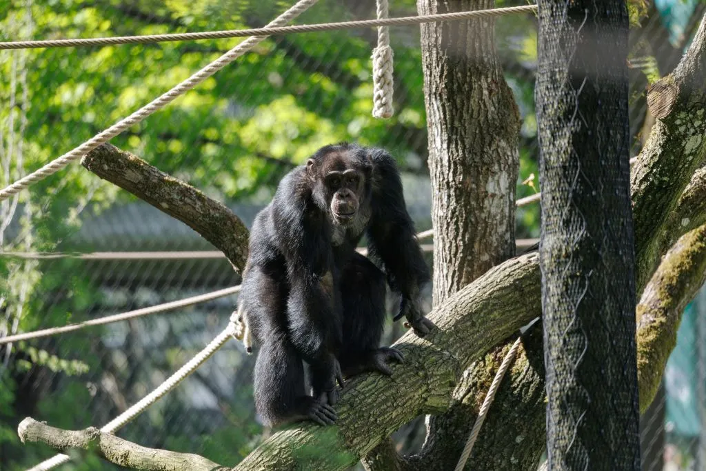 Zoológico de Copenhaga: bilhete sem filas