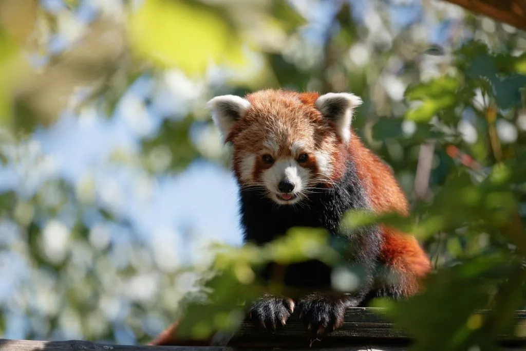 Zoológico de Copenhaga: bilhete sem filas