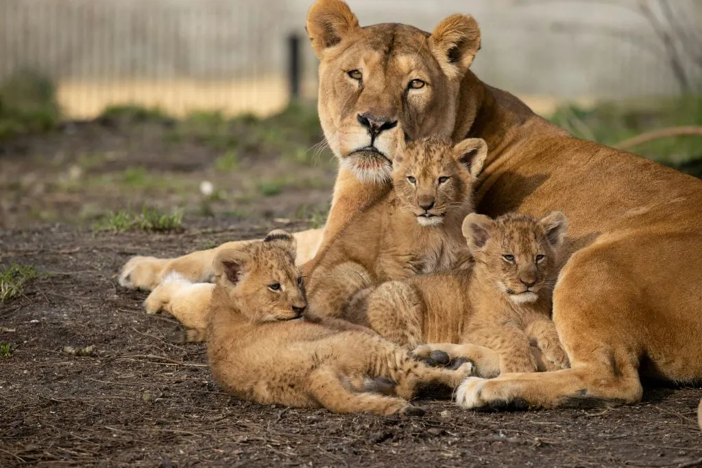 Zoológico de Copenhaga: bilhete sem filas