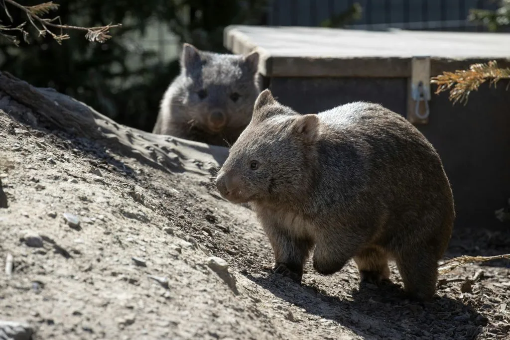 Zoológico de Copenhaga: bilhete sem filas
