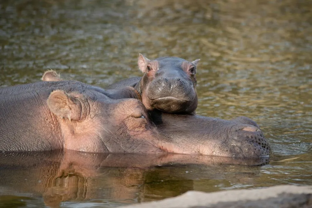 Zoológico de Copenhaga: bilhete sem filas
