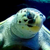 Lanzarote Aquarium: Skip The Line Ticket